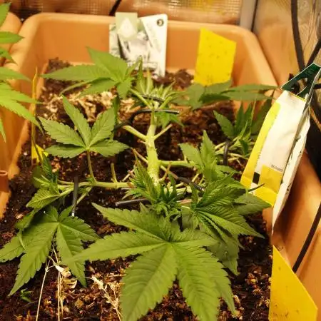 White Rhino From Zamnesia zweite Runde