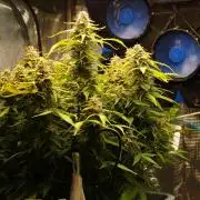 GMO Cookies Auto from Zamnesia