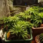 Eleven Roses Klon zur Blüte