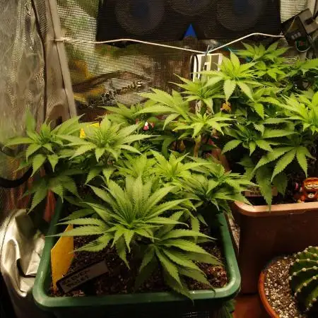 Eleven Roses Klon zur Blüte