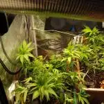 Eleven Roses Klon zur Blüte