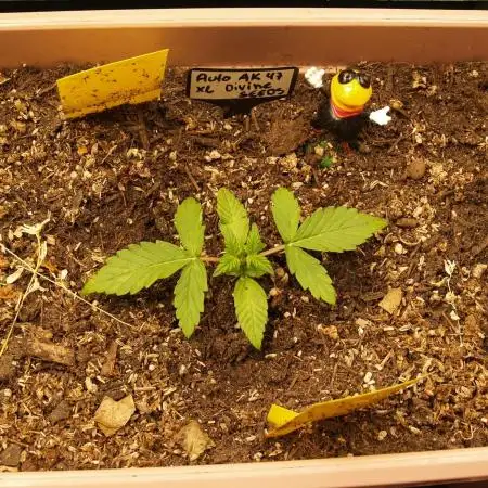 Auto AK-47 XL Divine Seeds