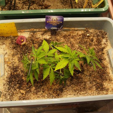 Eternity Cup 2026 Sticky Broccoli Auto