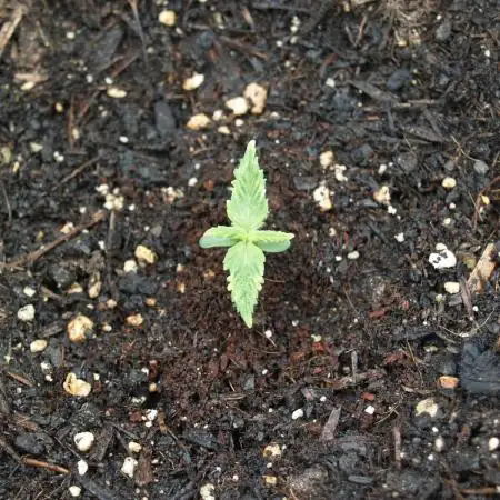 Sweet Pure Auto CBD