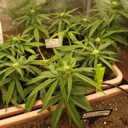 Auto Pablo Escobar Divine Seeds 2025