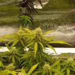 GMO Cookies Auto from Zamnesia