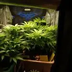 Eleven Roses Klon zur Blüte 2