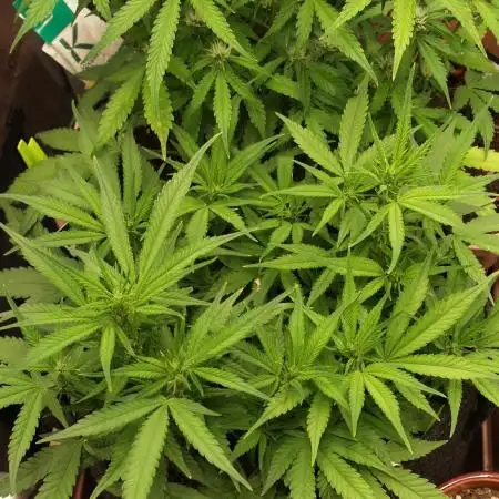 Super Boof Auto von Fast Buds