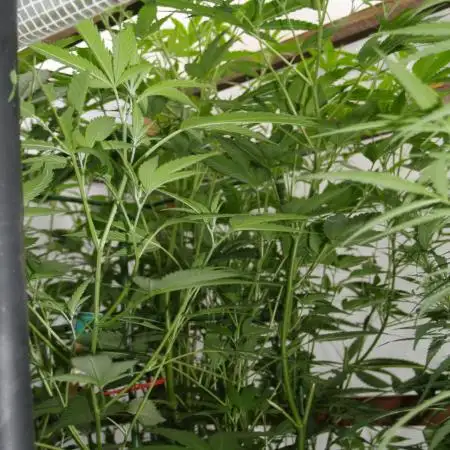 Speedy Chile Outdoor
