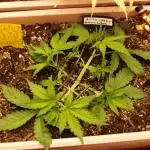 Auto Candy