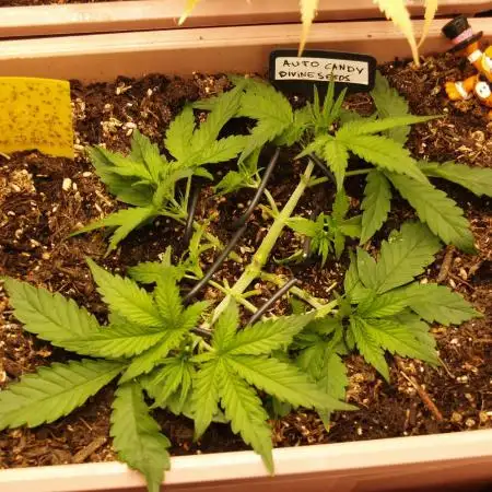 Auto Candy