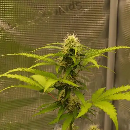 Sweet Pure Auto CBD