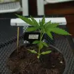 Space Cookies Auto