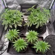 Hash Burger Clones