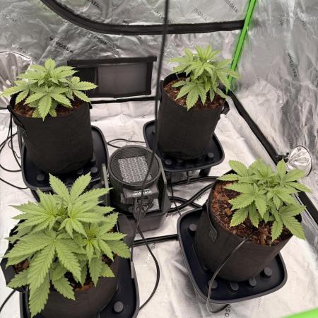 Sticky Braccoli Auto - Eternity Cup 2026