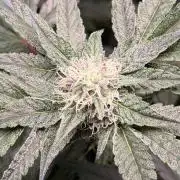 Jixer-Exotic Genetix