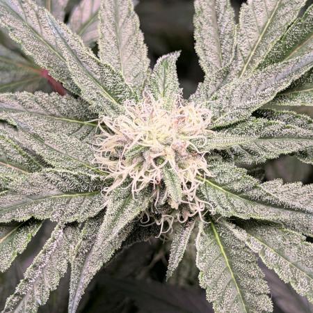 Jixer-Exotic Genetix