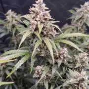 Gorilla Zkittles Auto