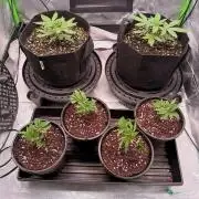 Hash Burger - seedsupreme.com