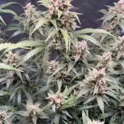 Gorilla Zkittles Auto