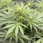 Gorilla Zkittles Auto