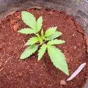 Jixer-Exotic Genetix