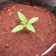 Jixer-Exotic Genetix