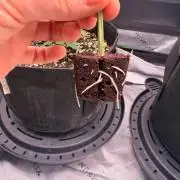 Hash Burger Clones