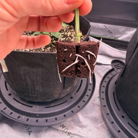 Hash Burger Clones