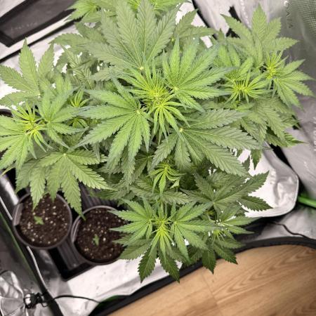 Gorilla Zkittles Auto