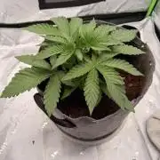 Jixer-Exotic Genetix