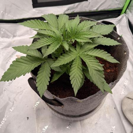 Jixer-Exotic Genetix