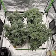 Fast Deisel from izi.farm