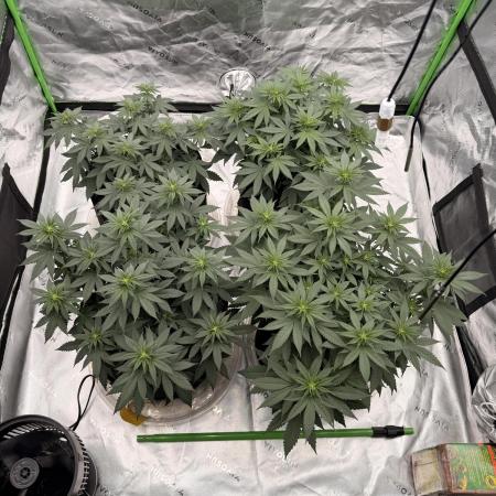 Fast Deisel from izi.farm