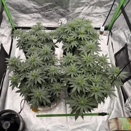 Fast Deisel from izi.farm