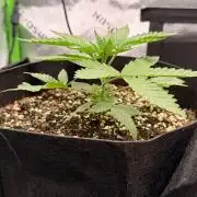 Hash Burger - seedsupreme.com