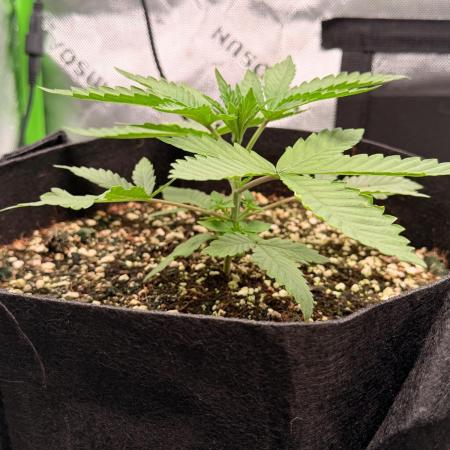 Hash Burger - seedsupreme.com