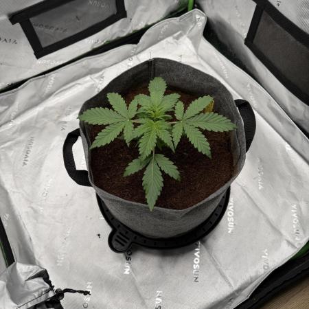 Gorilla Zkittles Auto
