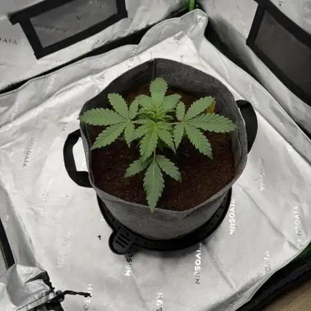 Gorilla Zkittles Auto