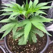 Hash Burger Clones