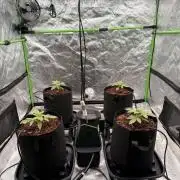 Sticky Braccoli Auto - Zamnesia Seeds