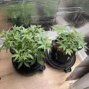 Sticky Mango Auto - Tastebudz Genetics