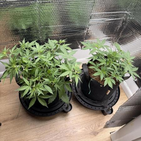 Sticky Mango Auto - Tastebudz Genetics