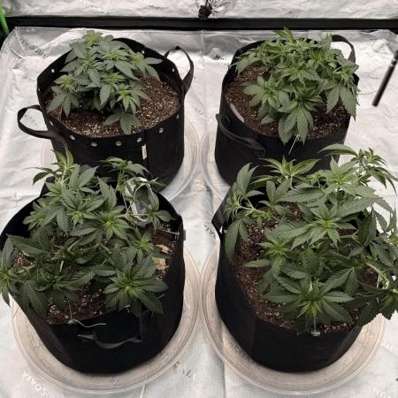 Fast Deisel from izi.farm