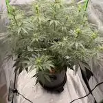 Gorilla Zkittles Auto