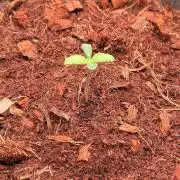 Spearmint Rhino and Jixer-Exotic Genetix