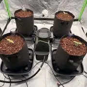 Sticky Braccoli Auto - Zamnesia Seeds