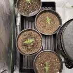 Fast Deisel from izi.farm