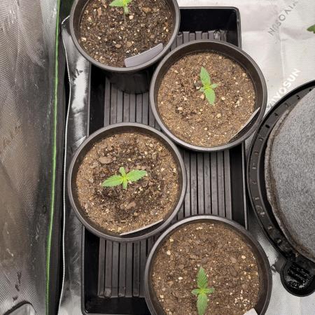 Fast Deisel from izi.farm