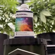 Sticky Braccoli Auto - Eternity Cup 2026